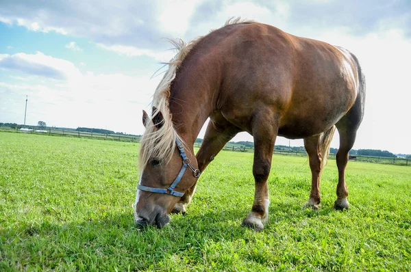 Sigle Ένα Καφέ Άλογο Βόσκουν Πράσινο Γρασίδι Ένα Λιβάδι Τρώνε — Φωτογραφία Αρχείου
