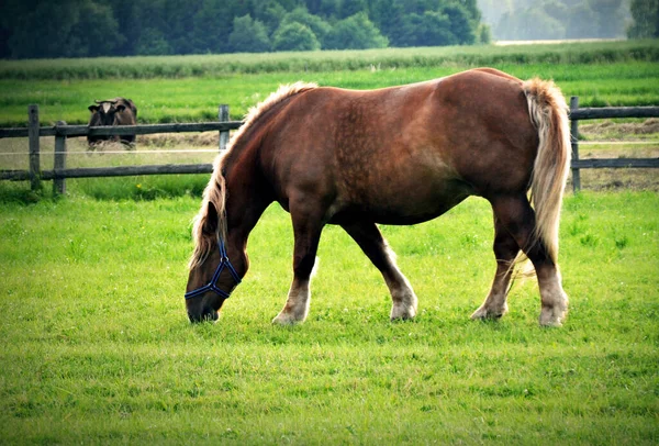 Sigle Jeden Brązowy Koń Wypasu Zielonej Trawie Łące Jeść Trawę — Zdjęcie stockowe
