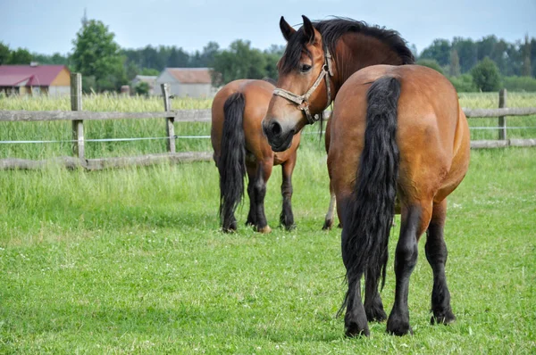 Dois Cavalos Marrons Pastam Grama Verde Prado Olham Linha Reta — Fotografia de Stock