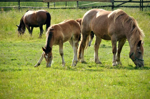 Pequeno Cavalo Potro Está Pastando Meio Prado Com Sua Mãe — Fotografia de Stock