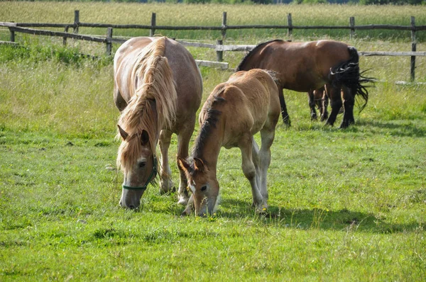 Pequeno Cavalo Potro Está Pastando Meio Prado Com Sua Mãe — Fotografia de Stock