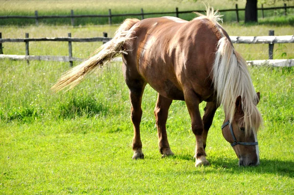 草原の緑の草に1頭の茶色の馬の放牧をして草を食べる — ストック写真