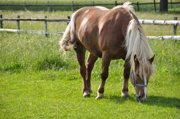 一只棕色的马在草地上的绿草上吃草 — 图库照片