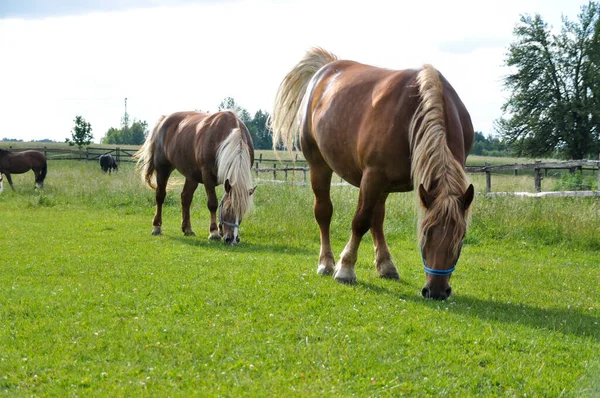 Две Коричневые Лошади Пасутся Зеленой Траве Лугу Едят Траву — стоковое фото