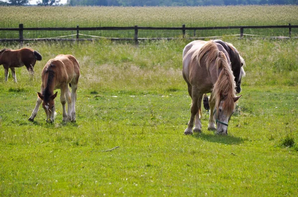 Little Horse Foal Grazing Middle Meadow His Mother — Stock Photo, Image
