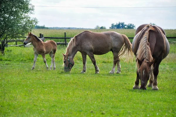 Malý Kůň Hříbě Pasoucí Uprostřed Louky Skupině — Stock fotografie