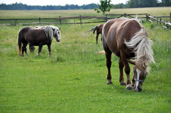 Twee Bruine Paarden Grazen Groen Gras Een Weiland Waar Gras — Stockfoto