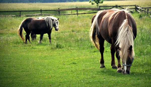 Две Коричневые Лошади Пасутся Зеленой Траве Лугу Едят Траву — стоковое фото