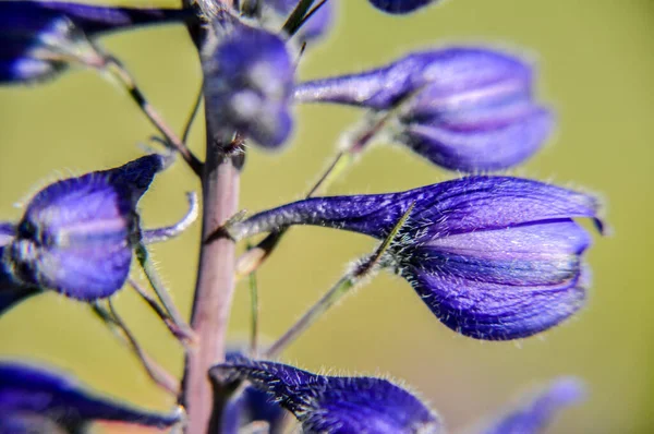 Mossy Purple Sage Flower Meadow Field Beautiful — Stock Photo, Image