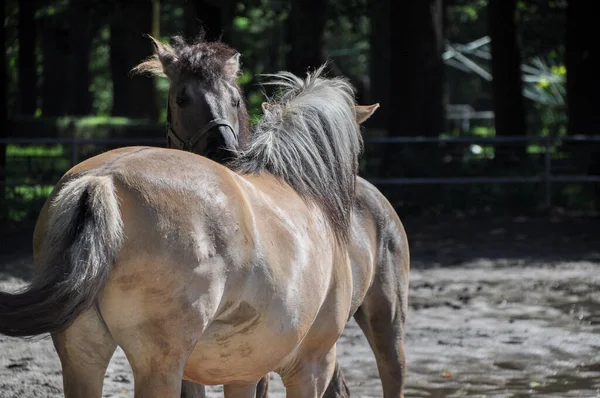 Две Коричневые Лошади Обнимаются Паддоке Который Любят Животные — стоковое фото