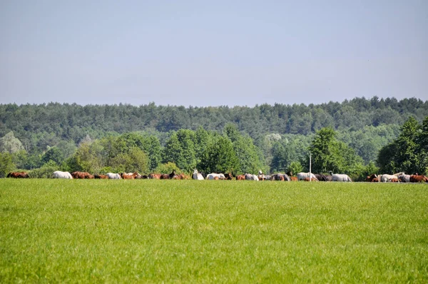 遠くのパドック群には馬の群れが立っています — ストック写真