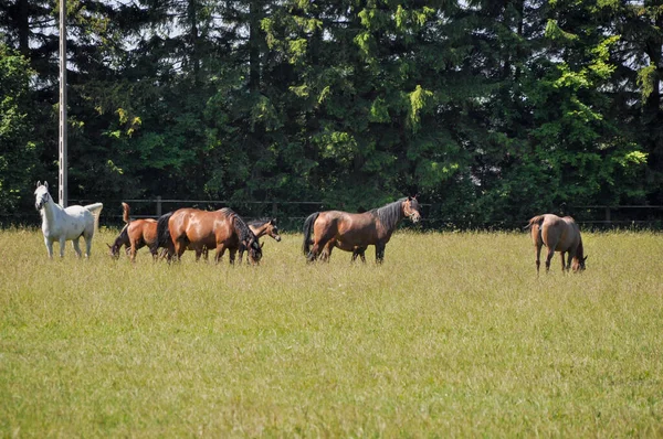 Uma Manada Cavalos Estão Grupo Paddock Uma Distância — Fotografia de Stock