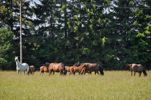 遠くのパドック群には馬の群れが立っています — ストック写真