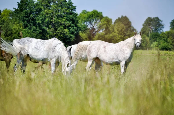 two white horses graze on green grass in a meadow they eat grass