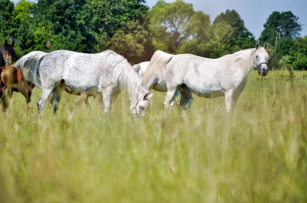 Deux Chevaux Blancs Paissent Sur Herbe Verte Dans Une Prairie — Photo