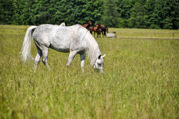 Sigle Cavalo Branco Pastam Grama Verde Prado Comem Grama — Fotografia de Stock