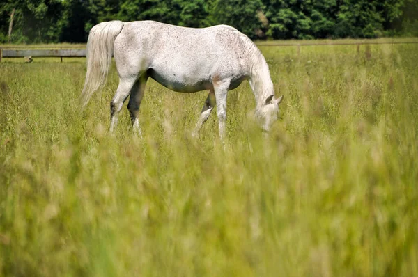 Sigle Ένα Λευκό Άλογο Βόσκουν Πράσινο Γρασίδι Ένα Λιβάδι Τρώνε — Φωτογραφία Αρχείου