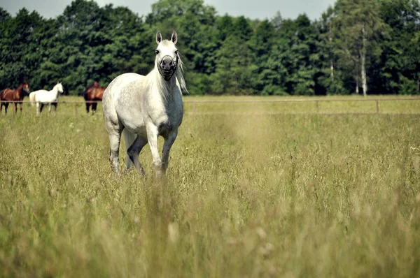 Sigle Один Белый Конь Пасутся Зеленой Траве Лугу Едят Траву — стоковое фото