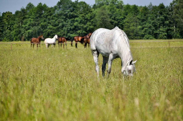 草原の緑の草の上に白い馬の放牧を1頭 — ストック写真