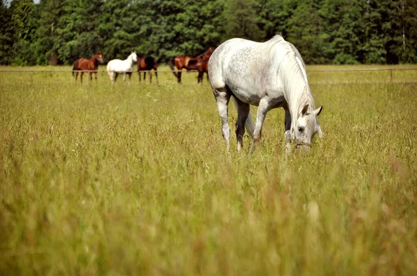 Sigle Cheval Blanc Broutent Sur Herbe Verte Dans Une Prairie — Photo