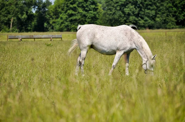 Yeşil Çimlerde Otlayan Bir Beyaz Atı Imzala Otları — Stok fotoğraf