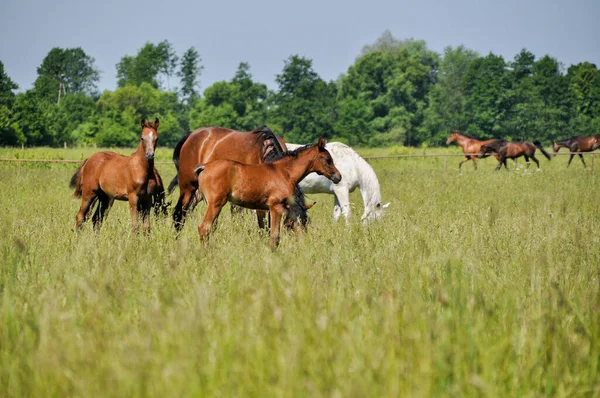 小さな馬が群れの牧草地の真ん中で放牧されています — ストック写真
