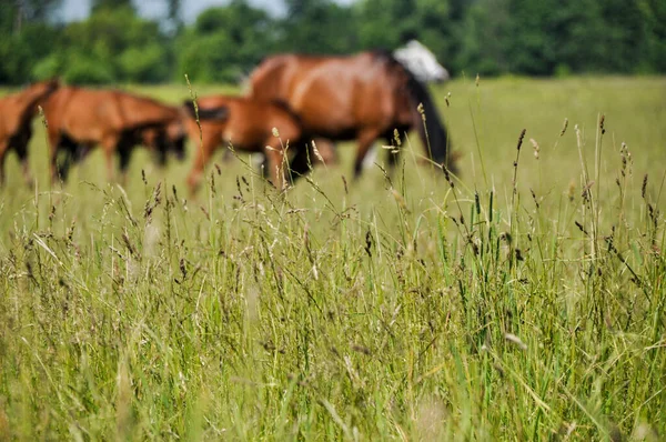 小さな馬の群れが遠くの草原の真ん中で放牧されています — ストック写真