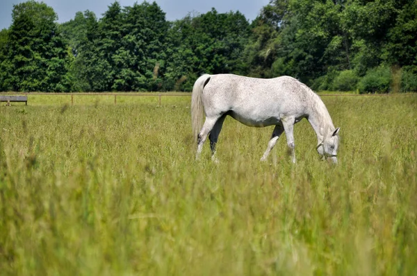 Yeşil Çimlerde Otlayan Bir Beyaz Atı Imzala Otları — Stok fotoğraf