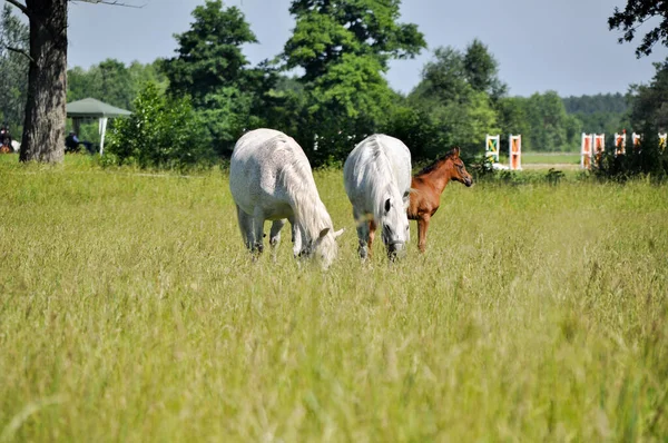 Dois Cavalos Brancos Pastam Grama Verde Prado Uma Distância — Fotografia de Stock