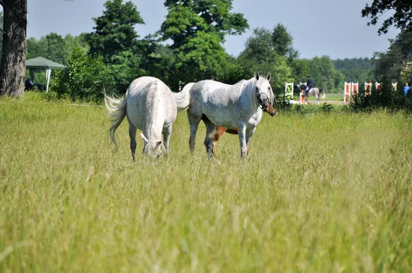 two white horses graze on green grass in a meadow in a distance