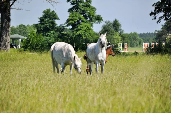 two white horses graze on green grass in a meadow in a distance