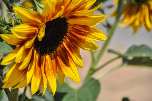 Detail Květinové Hlavy Slunečnice Krásná Květina Tmavě Černá Střed Žluté — Stock fotografie