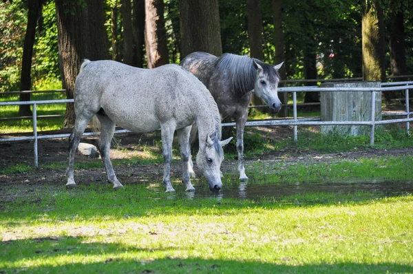 Две Белые Лошади Пасутся Зеленой Траве Лугу Едят Траву — стоковое фото