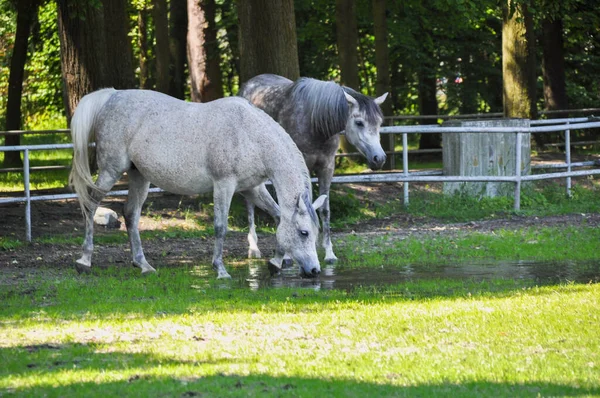 two white horses graze on green grass in a meadow they eat grass