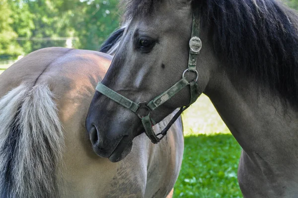 Jediný Šedý Kůň Klusá Portrétu Hlavy Koně Ohradě — Stock fotografie