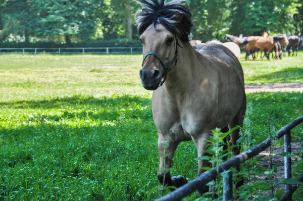 Een Enkel Grijs Paard Loopt Het Paddock Paardenhoofd Portret — Stockfoto