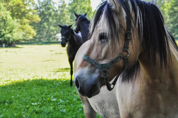 Único Cavalo Cinzento Está Trotando Retrato Cabeça Cavalo Paddock — Fotografia de Stock