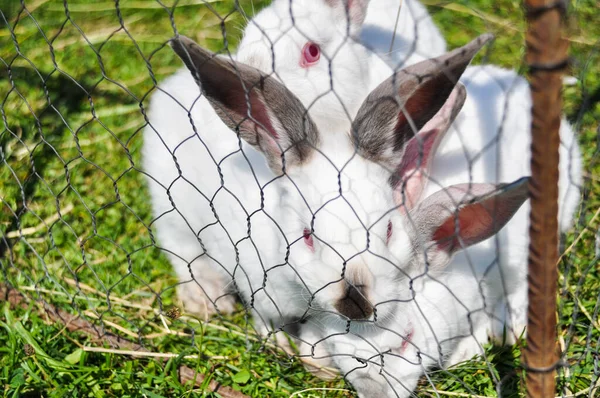 Один Белый Фермерский Кролик Груди Решеткой Пасущийся — стоковое фото