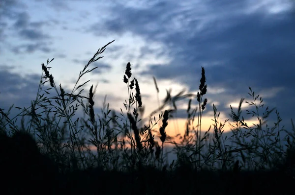 stock image early sunrise in the meadow blue and red colors beautiful landscape