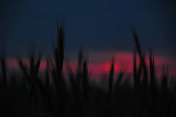 Wczesny Wschód Słońca Łące Niebiesko Czerwone Kolory Piękny Krajobraz — Zdjęcie stockowe