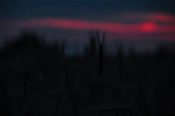 Wczesny Wschód Słońca Łące Niebiesko Czerwone Kolory Piękny Krajobraz — Zdjęcie stockowe