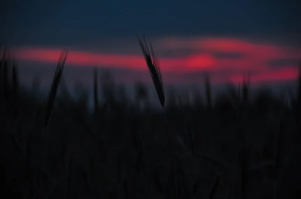 Ранний Восход Солнца Лугу Голубого Красного Цветов Красивый Пейзаж — стоковое фото