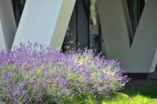 purple lavender flowers in the city urban landscape small architecture
