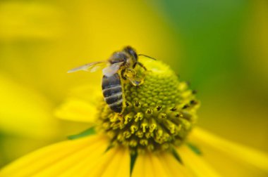 small stripped bee worker collects honey on a rudbeckia flower