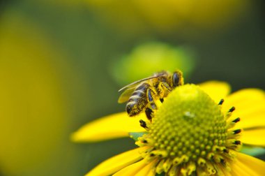 small stripped bee worker collects honey on a rudbeckia flower