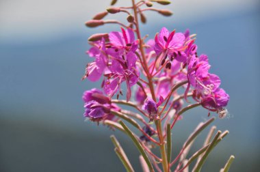 purple flowers in a meadow in the mountains