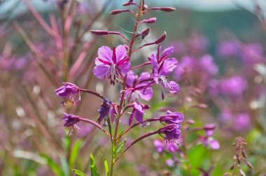purple flowers in a meadow in the mountains