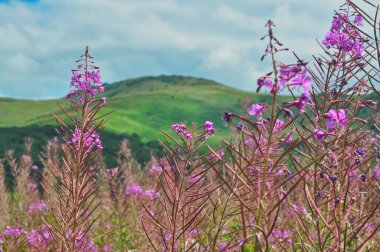 purple flowers in a meadow in the mountains