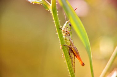 green grasshopper sitting on a blade of grass closeup on the meadow