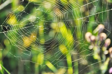 spider web hung between the grasses in the meadow on the green lawn